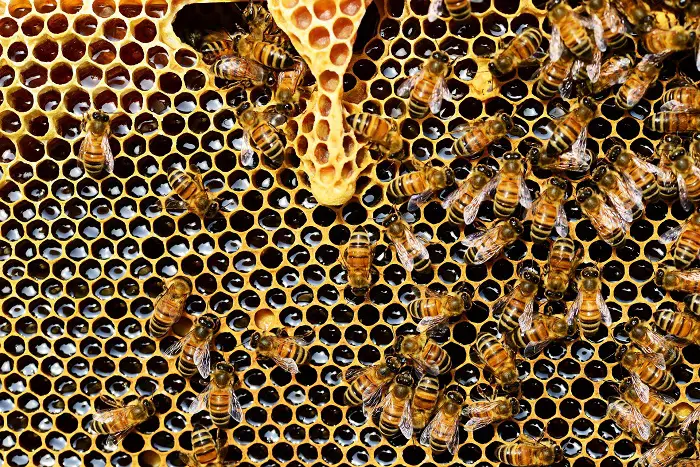 honey brain benefits beehive