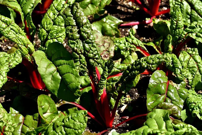 swiss chard brain food