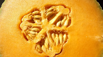 cantaloupe seeds