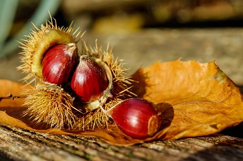 chestnuts