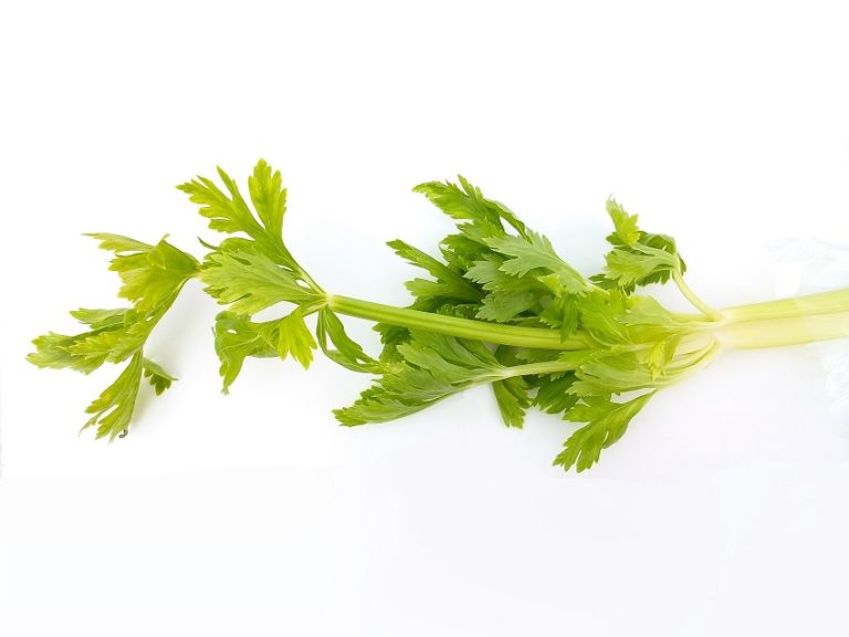 celery brain food