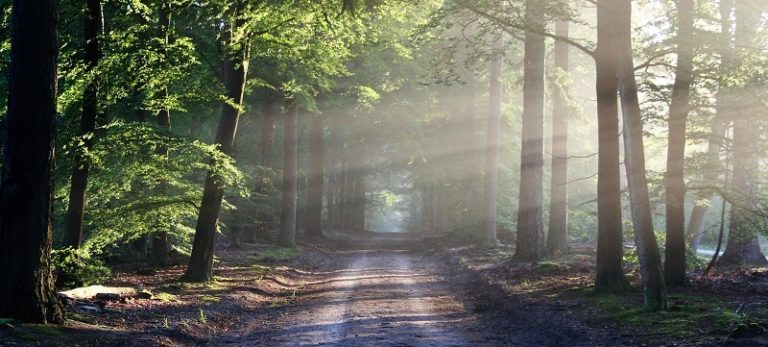 forest meditation