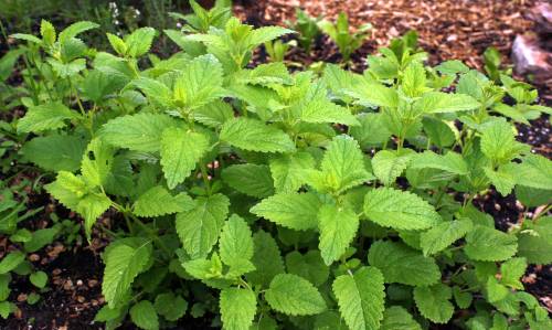 lemon balm