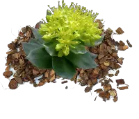 rhodiola rosea as a nootropic for mitochondria