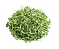 bacopa monnieri nootropic