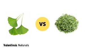 Ginkgo Biloba vs Bacopa Monnieri (Brahmi)