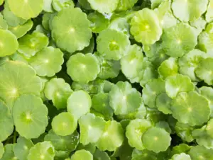 Gotu Kola