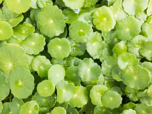 Gotu Kola