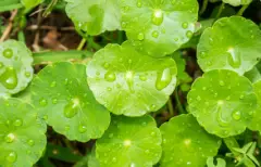 Gotu Kola