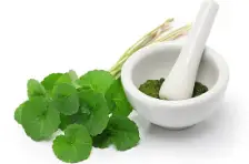 Gotu Kola