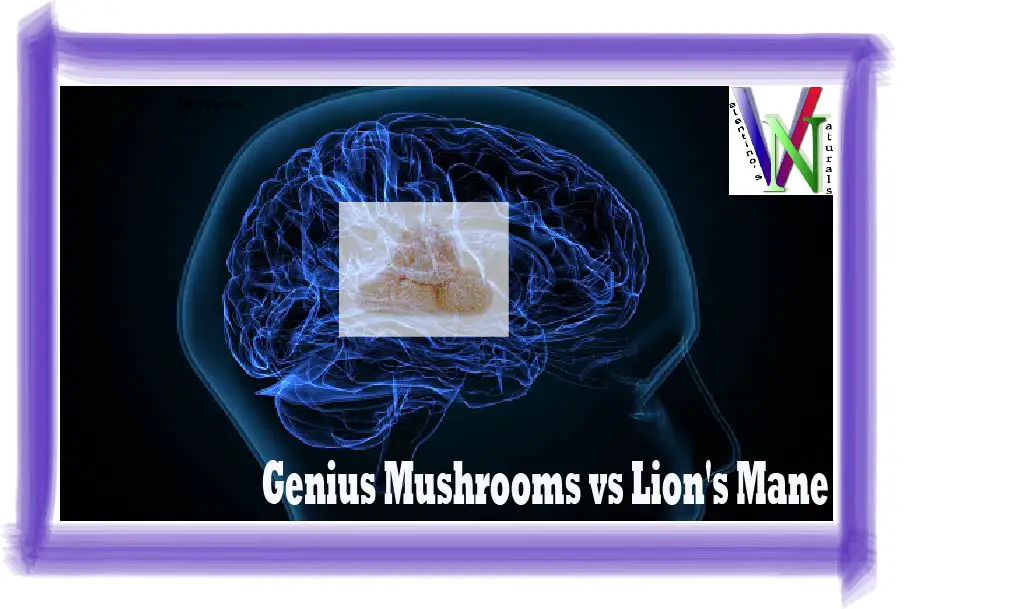 Genius Mushrooms vs Lion's Mane